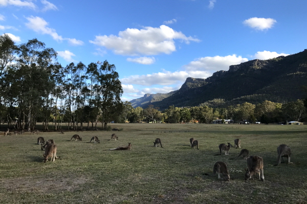 AussieVIEW 오지뷰 그램피언즈