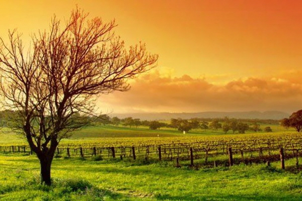 AussieVIEW 오지뷰 야라밸리 와이너리