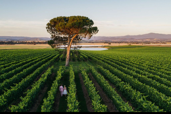 AussieVIEW 오지뷰 야라밸리 와이너리