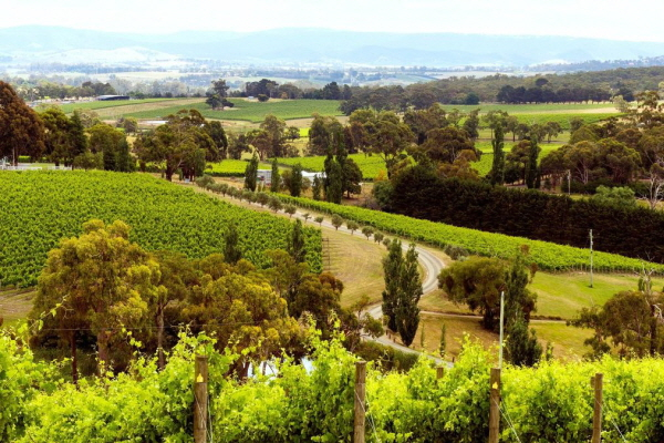 AussieVIEW 오지뷰 야라밸리 와이너리